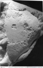 Historisches Foto von Eopaguropsis grandis (Fraaije et al., 2019) (NHMW-AFW-GEO-BACHMAYER-FOTO-1990-0041-3364)
